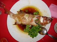 fish