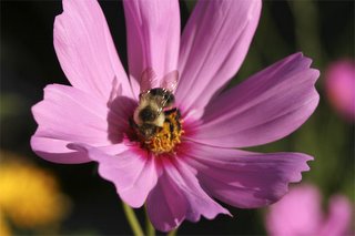 bee on cosmos