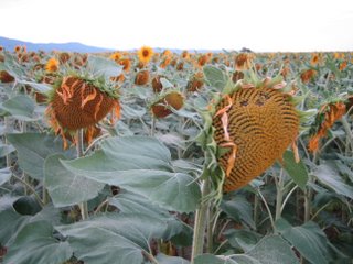 Verwelkte zonnebloemen