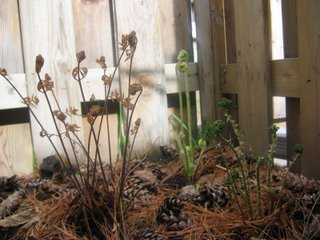 Furns: Osmunda regalis, Dryopteris spinulosa, Osmunda cinnamomea