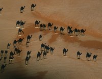 Overhead picture of camels in the desert.