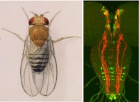 Image on the left shows a watercolor illustration of the fruit fly. Image on the right shows several groups of peptide neurons (red, green colored neurons) in the fly brain that regulate innate behavior.