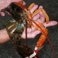 A rare two-toned lobster found in Maine