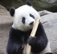 a panda bear eating bamboos.