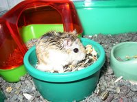 A Roborovski hamster