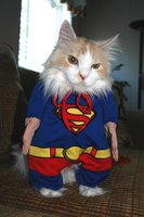 Cat dressed in a Superman cape
