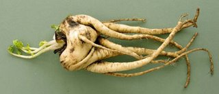 Winner of the Ugly Vegetable competition.