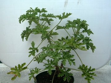Pouce vert!: Pelargonium citrosum