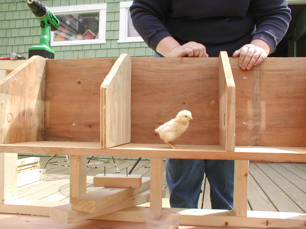 Free Chicken Coops Plans: How To Build A Chicken Coop Nesting Box - P4220002