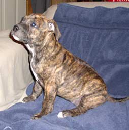 australian brindle hound june 2006