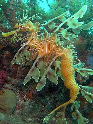 Helllloooo funnnny huuuuman. You won't find me in 26°C water nor anywhere else in the world. Now, do you STILL prefer tropical diving? And here in leafy sea dragon world, it's the MEN who carry the babies. Look at all mine back there. Anyway, bye for now from Exotica Moi...
