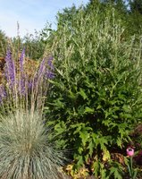 Globe thistle and blue oat grass