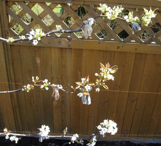 espaliered asian pear in blossom