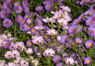 fall blooming asters