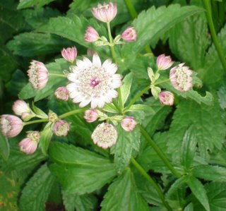 astrantia major (Masterwort) flower