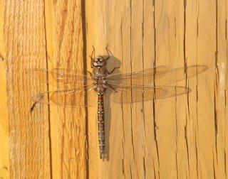 dragonfly resting on fence in evening