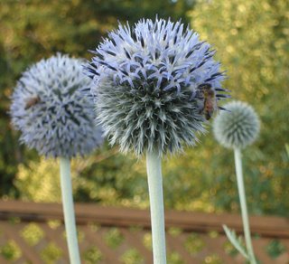 globe thistle (echinops) with bees