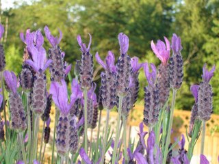 lavendula stoechas (Spanish lavender)