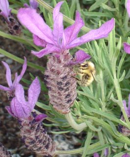lavendula stoechas with bee