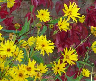 perennial sunflower and virginia creeper