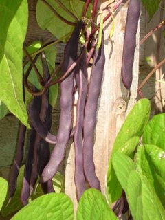 Purple Peacock bean on the vine