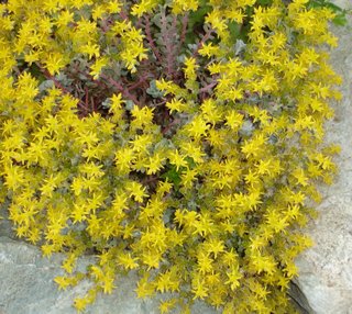 sedum spathulifolium with yellow flowers in rock crevice
