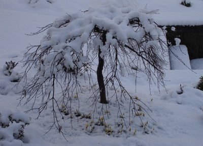 Japanese maple under snow in March