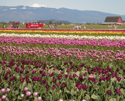 Tulips and tractor ride at Skagit Valley Tulip Festival