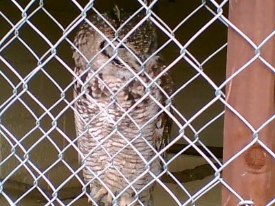 An owl behind bars,