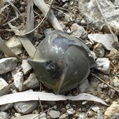 A cluster bomb in southern Lebanon. Many of the cluster bombs that Israel used in the war were made in the United States.<br />