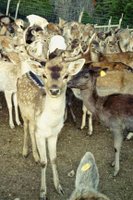 deer group
