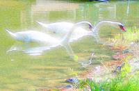 swans feeding