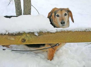 dog, fence, snow