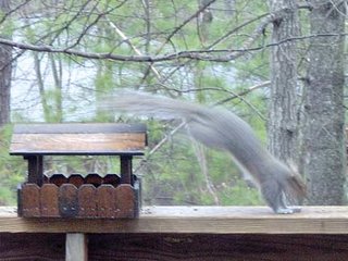 jumping squirrel