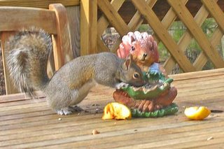 squirrel reaching for food