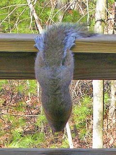 squirrel butt