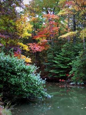 creek with colorful trees