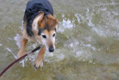 dog plays in river