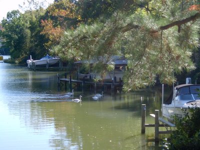 swans at wetherall creek