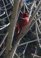Cardinal in lilac bush 1