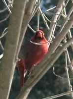 Cardinal in lylac bush 2