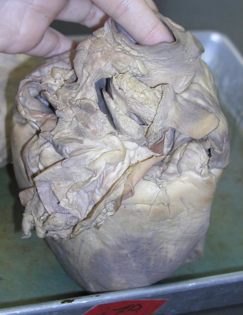 Human Anatomy & Physiology class at University of Louisiana: Cow Heart