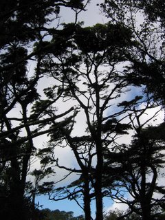 The trees in Sintra