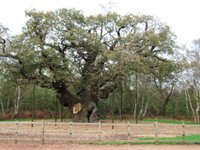 Sherwood Forest's Major Oak