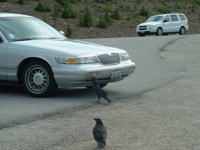 ravens attacking a car in Banff National Park