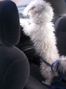 buddy in the car