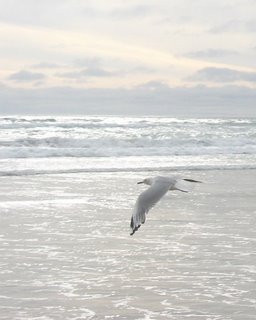 Silver Gull : Larus novaehollandiae