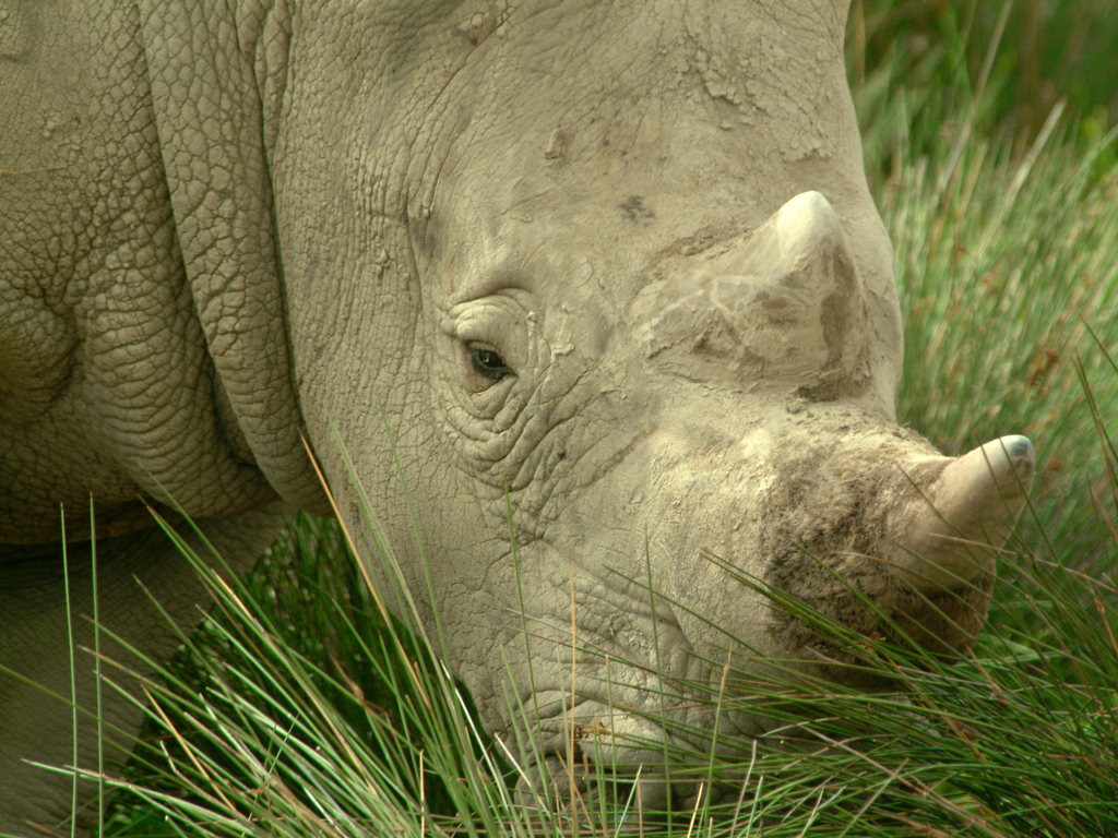 Great rhino. Глаза носорога. Морской носорог фото.