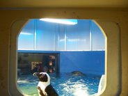 My Former Volunteer Life Involved Working with Penguins
