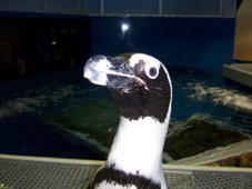 Agulhas is an Odd Duck of a Penguin